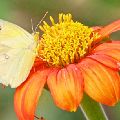 Yellow Butterfly on Flower (matted print 8x12) JAH-13-609